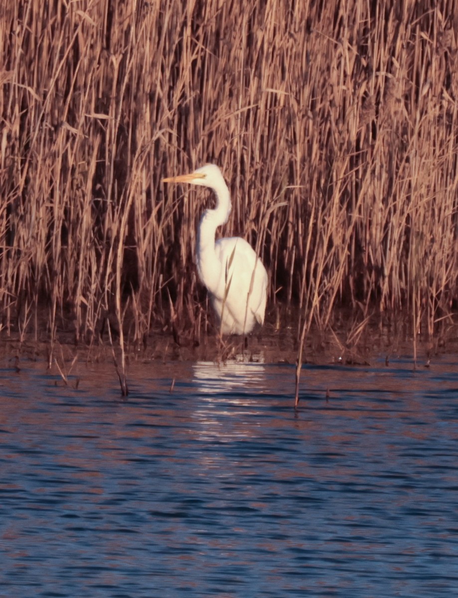 Great Egret - ML645810923