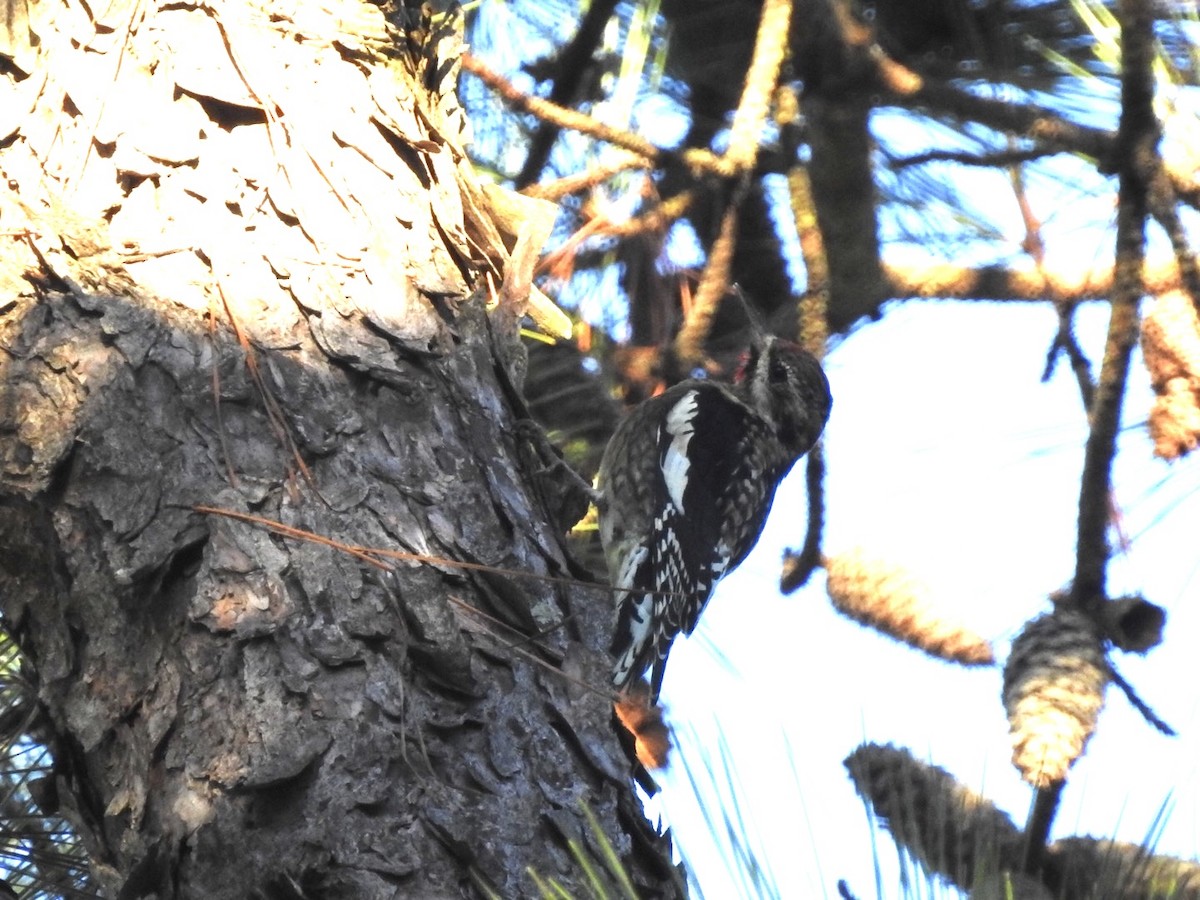 Yellow-bellied Sapsucker - ML645810931
