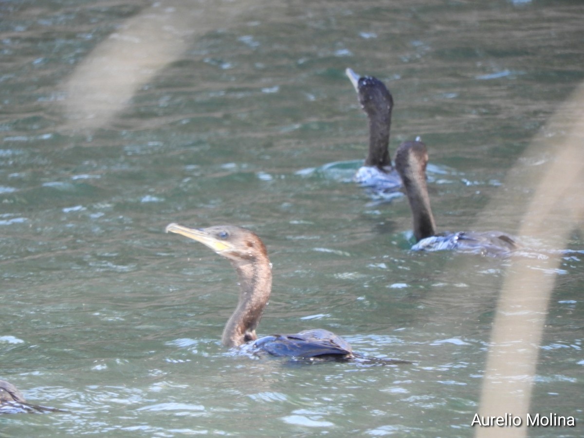 Neotropic Cormorant - ML645810932