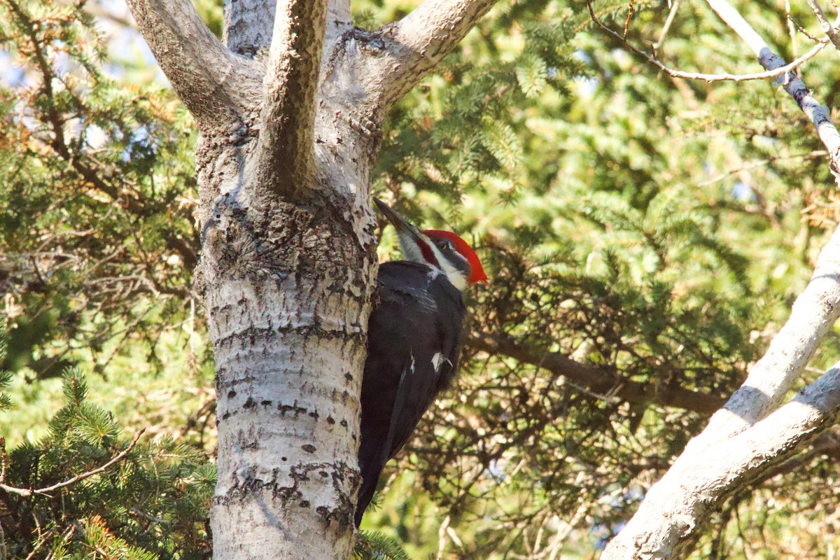 Жовна північна - ML645810933