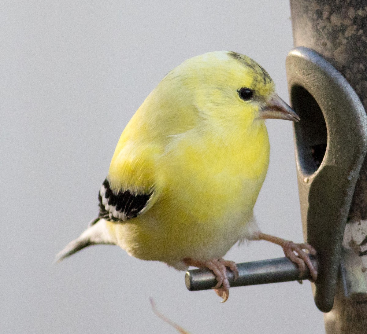 čížek žlutý - ML645810934