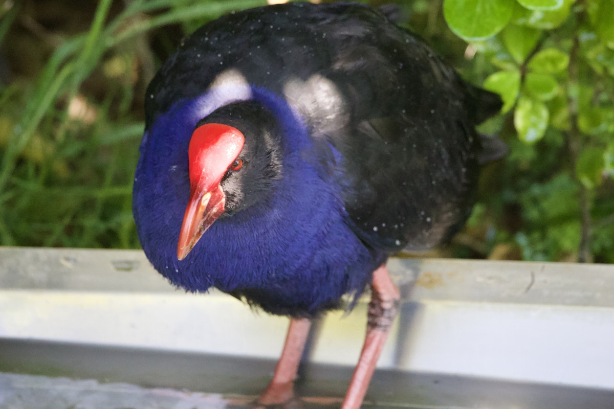 Australasian Swamphen - ML645810936