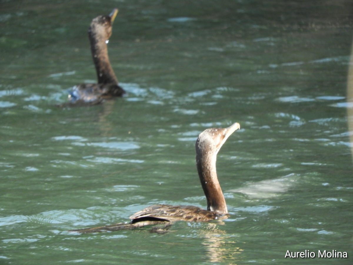 Neotropic Cormorant - ML645810939