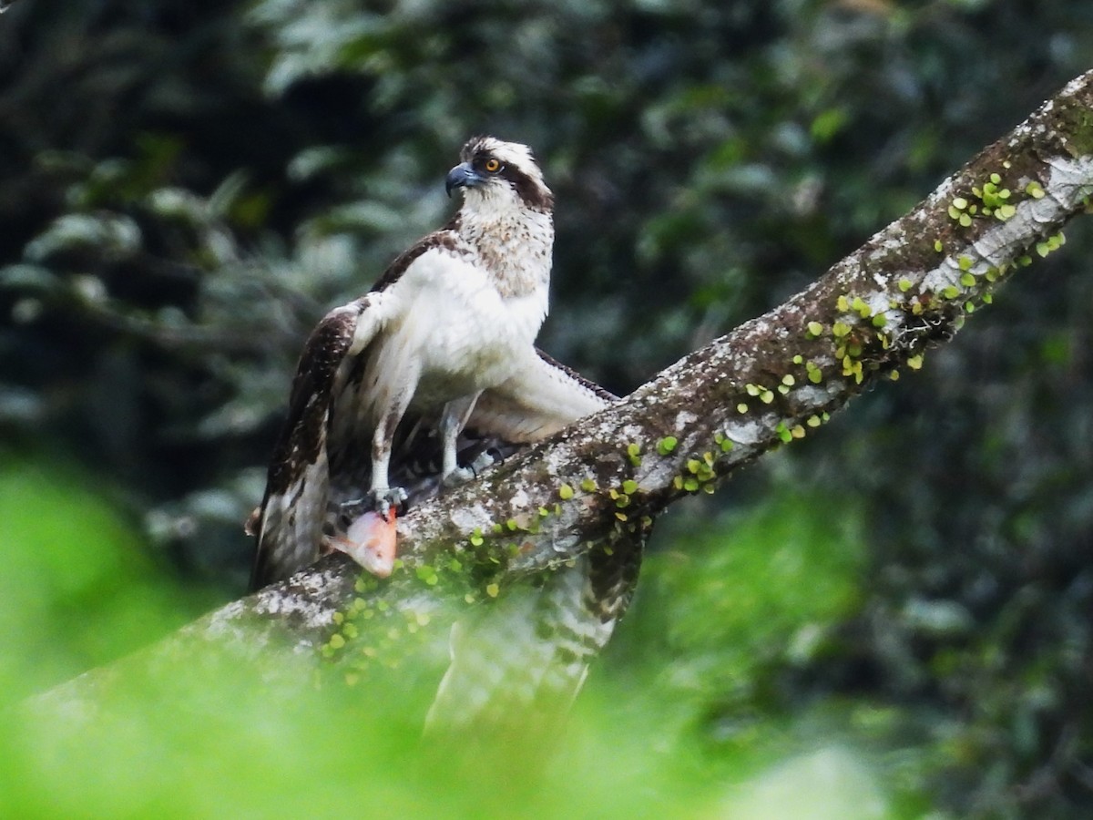 Osprey - ML645810943