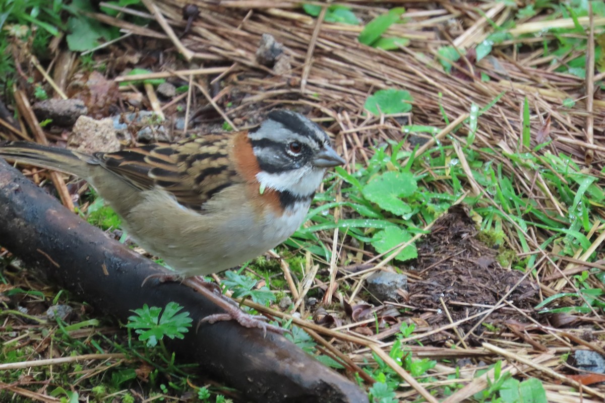 Morgenammer - ML645810944