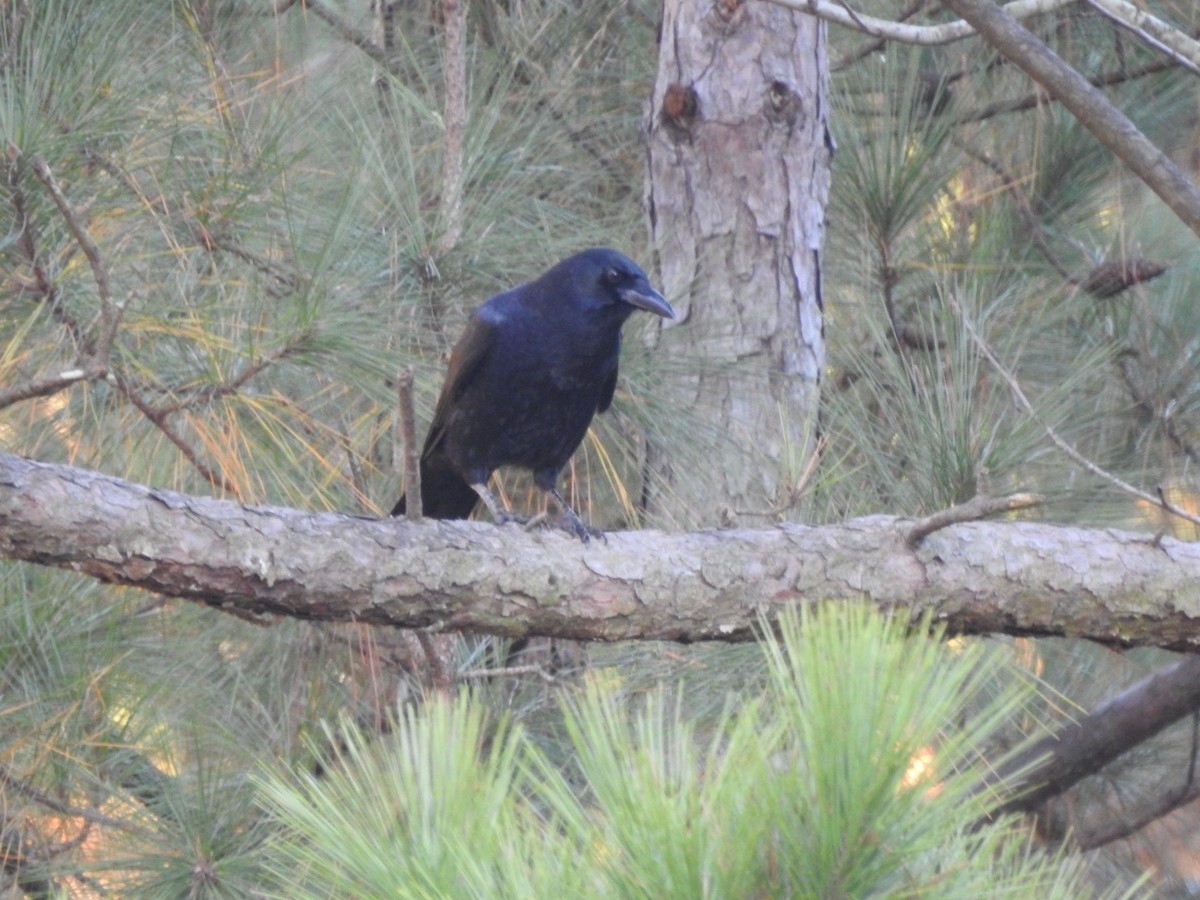 American Crow - ML645810945