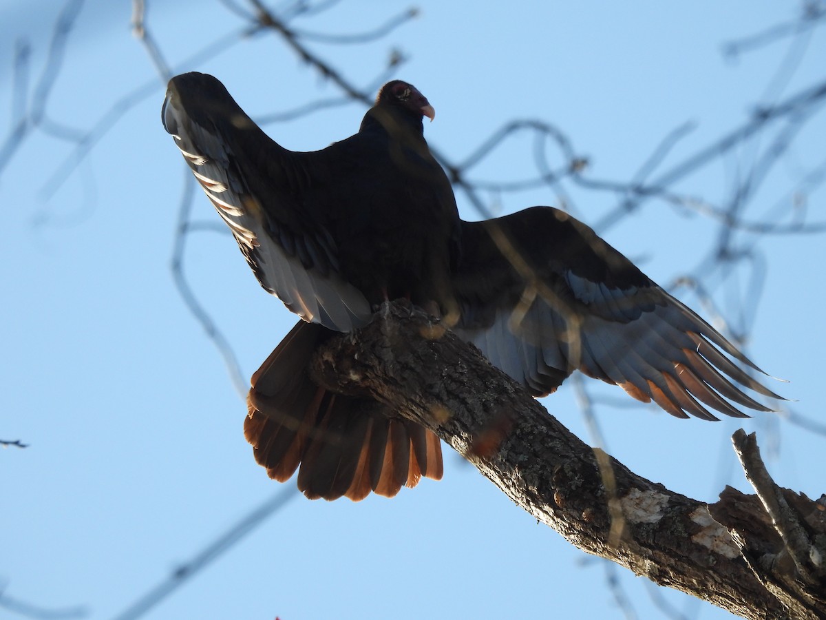 kondor krocanovitý - ML645810947