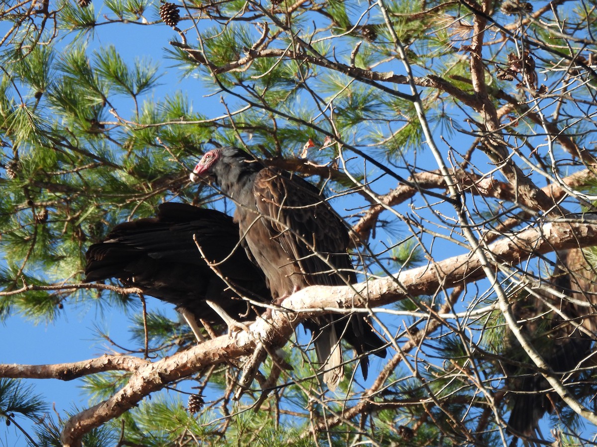 kondor krocanovitý - ML645810950