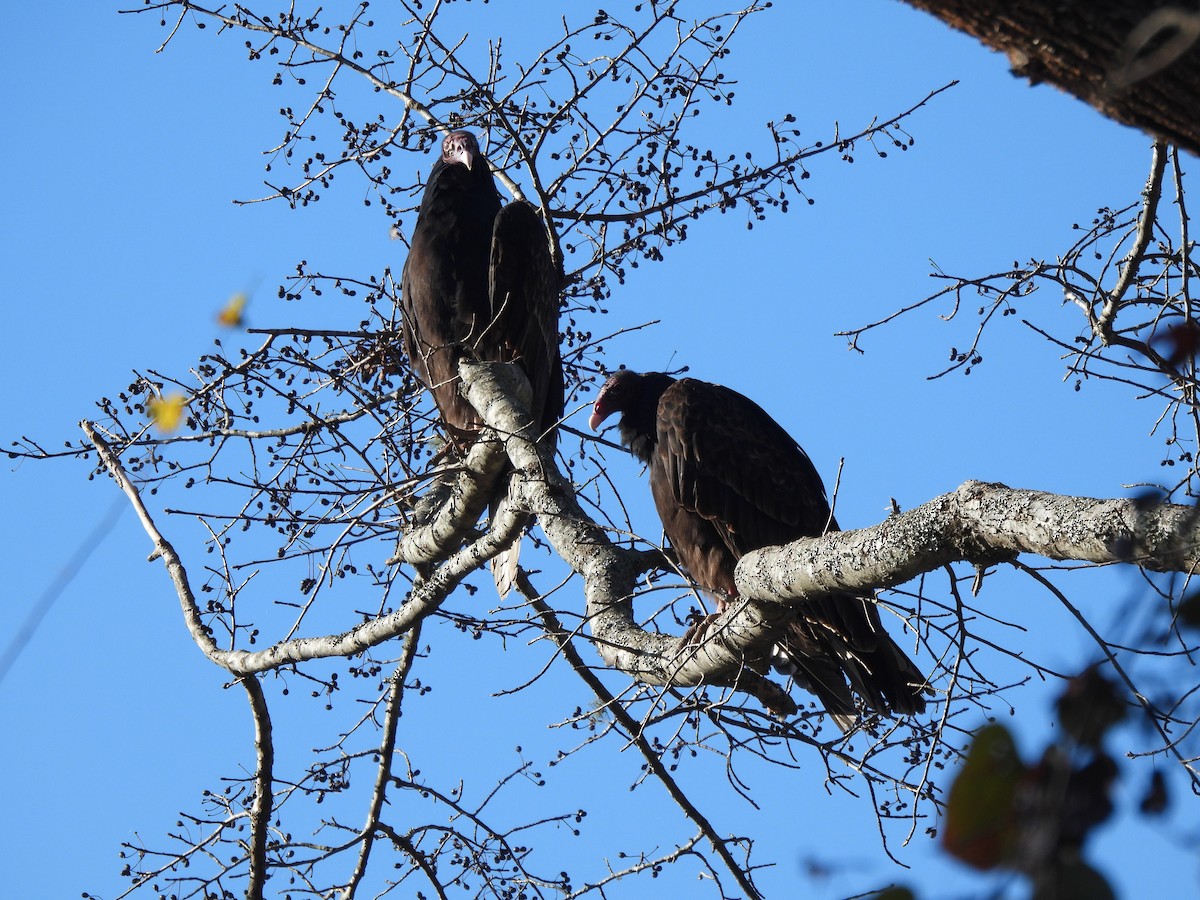 kondor krocanovitý - ML645810951