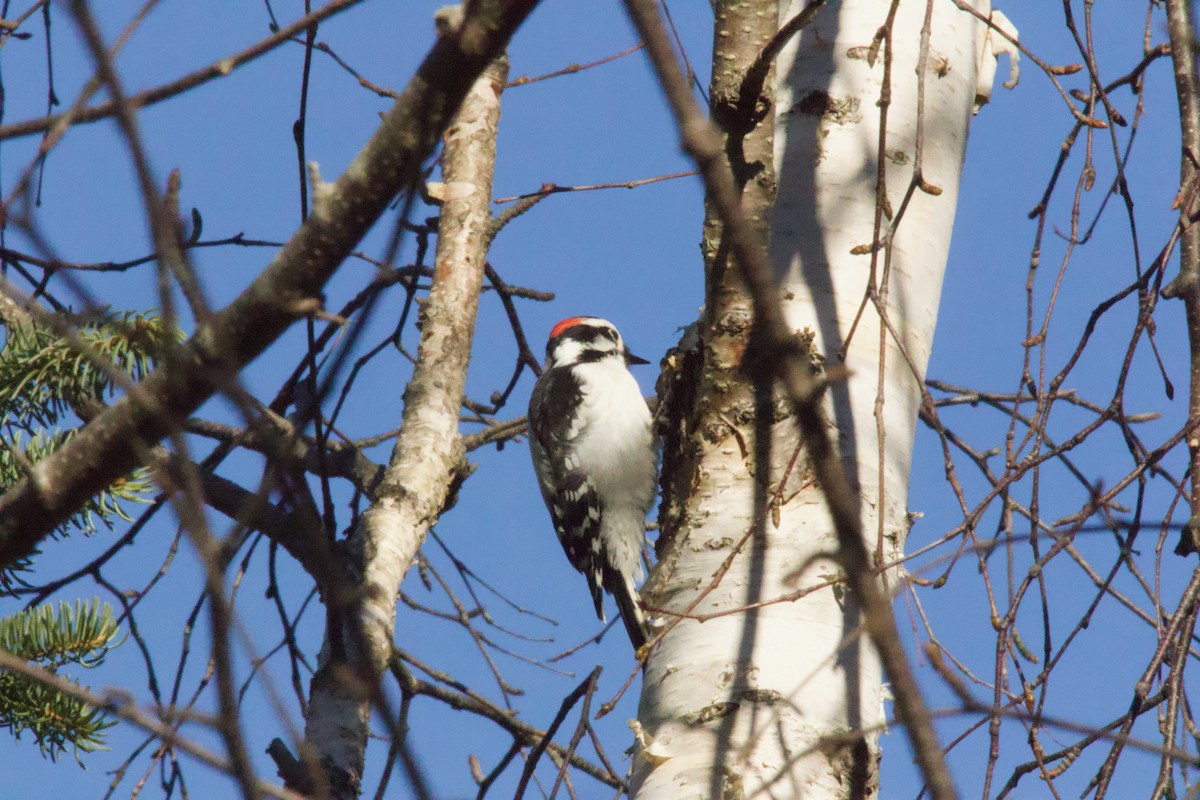 Downy Woodpecker - ML645810964