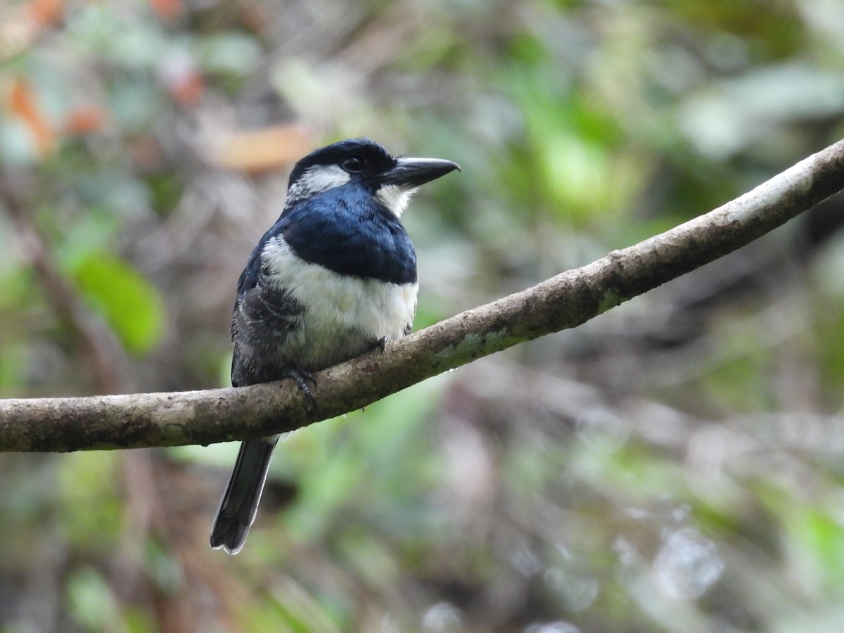 Black-breasted Puffbird - ML645810966