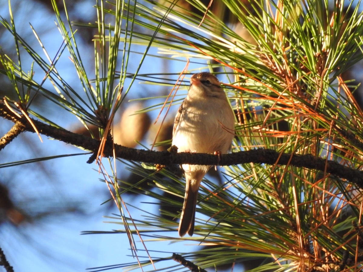 Chipping Sparrow - ML645810969