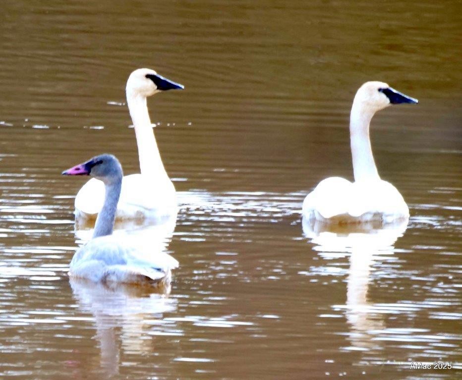 Trumpeter Swan - ML645810970