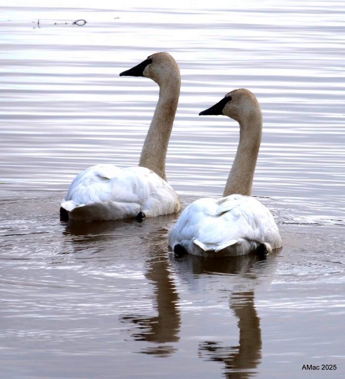 Trumpeter Swan - ML645810971