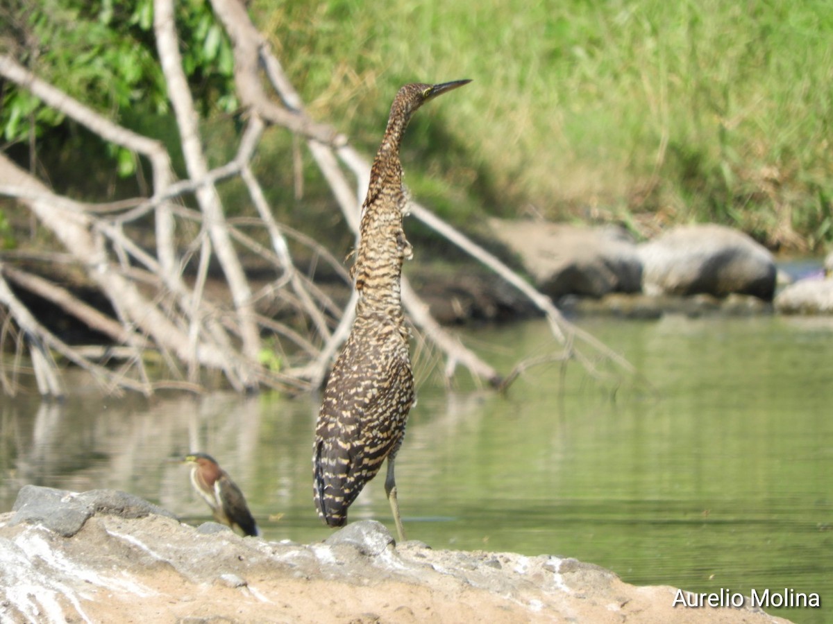 Bare-throated Tiger-Heron - ML645810973