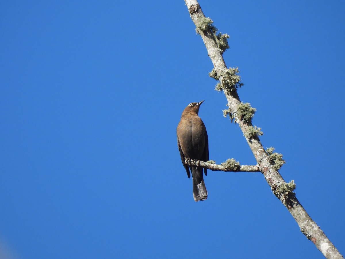 Rusty Blackbird - ML645810974