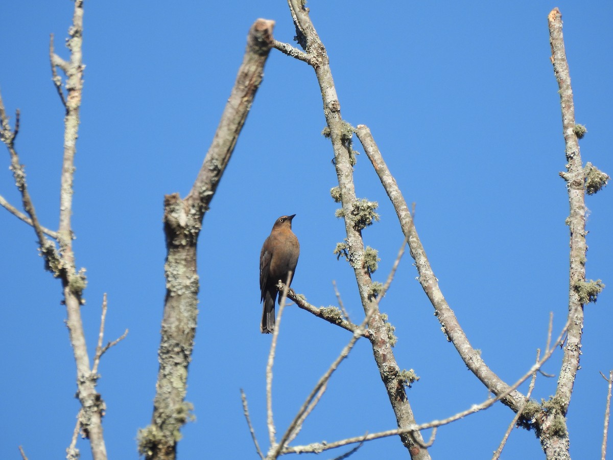 Rusty Blackbird - ML645810975