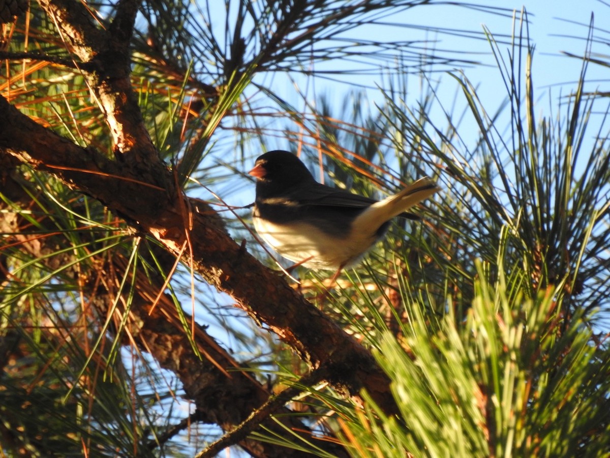 Dark-eyed Junco (Slate-colored) - ML645810976