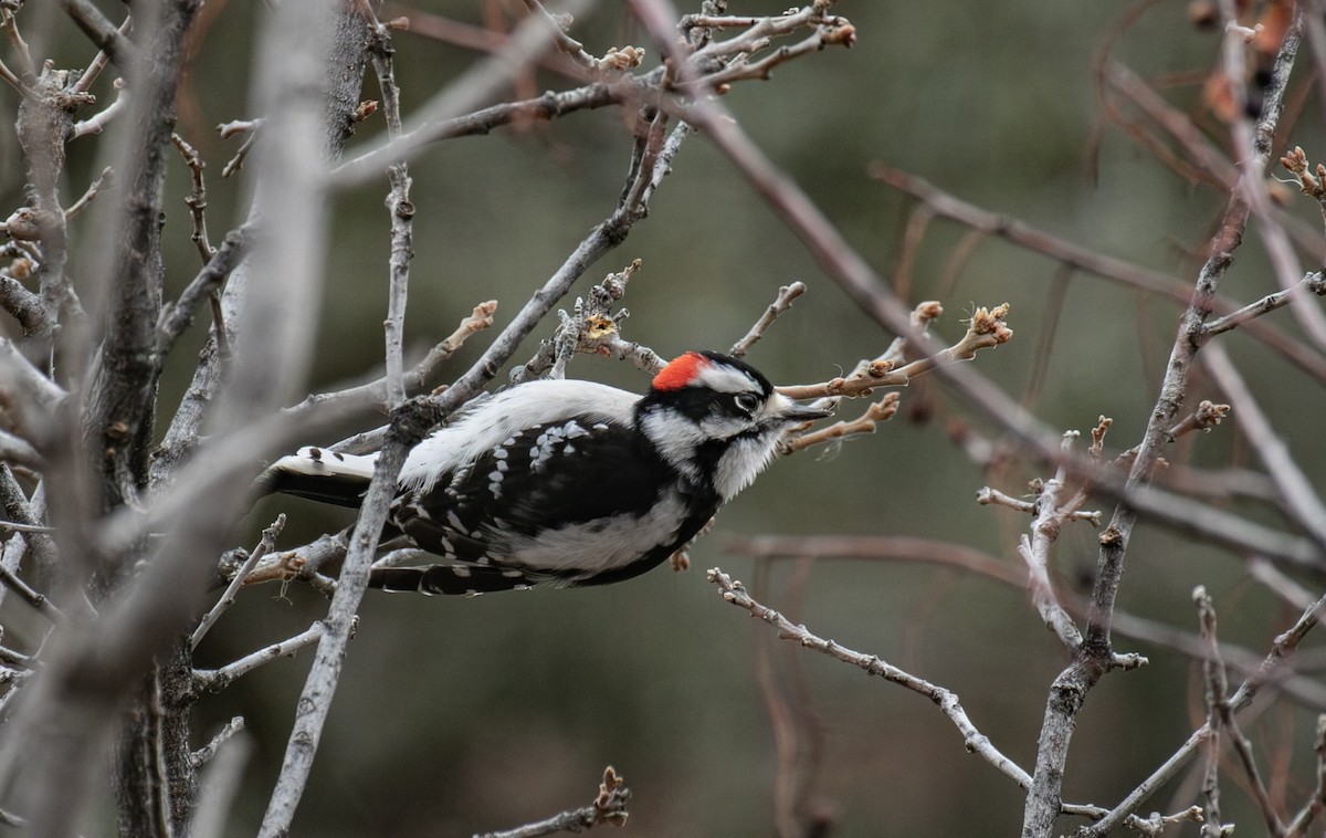 Downy Woodpecker - ML645810978