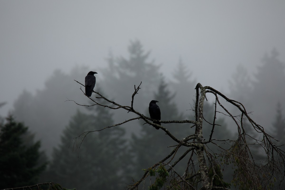 Corvo imperiale - ML645810983