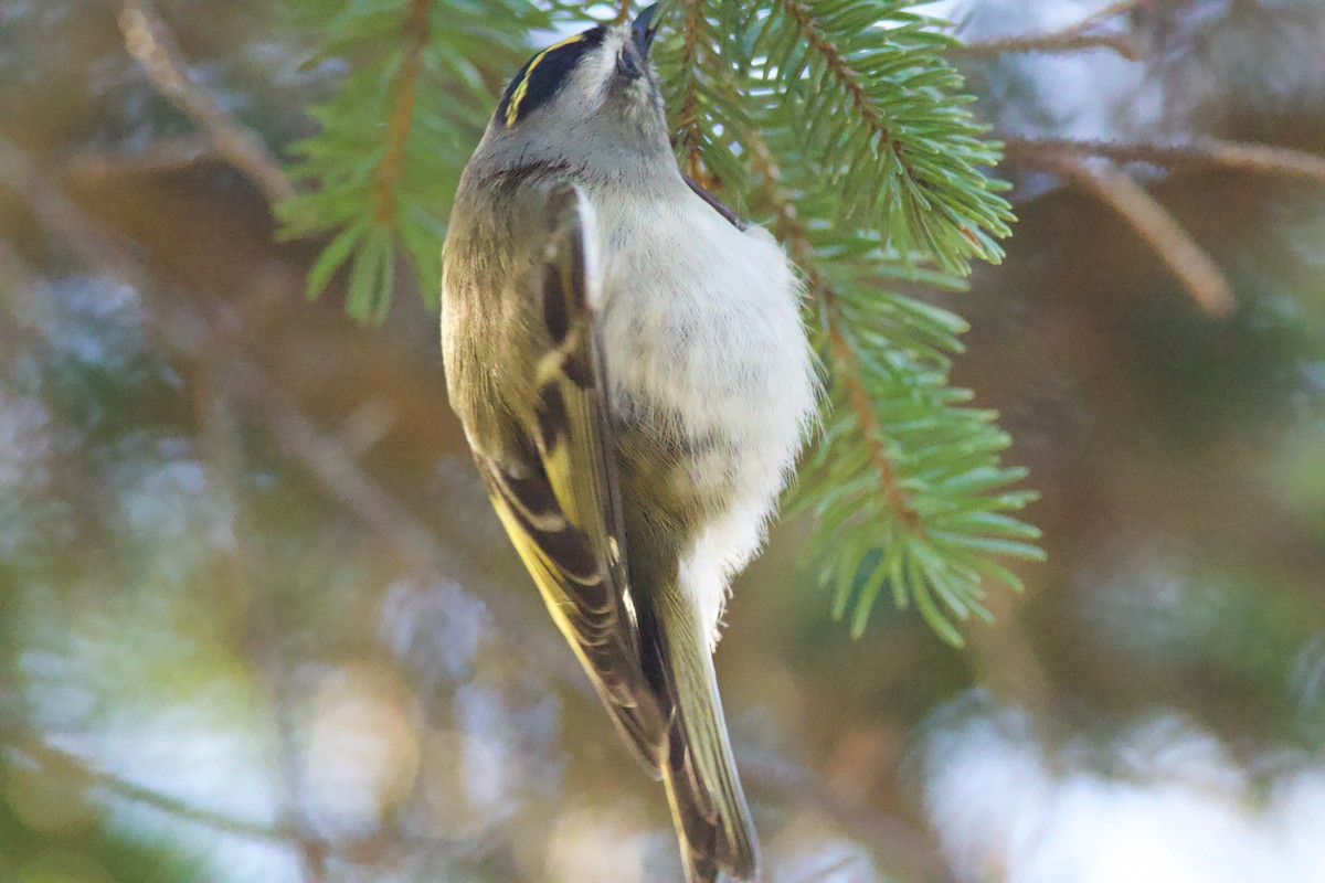 Golden-crowned Kinglet - ML645810988