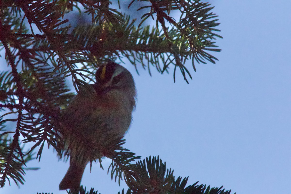 Golden-crowned Kinglet - ML645810989