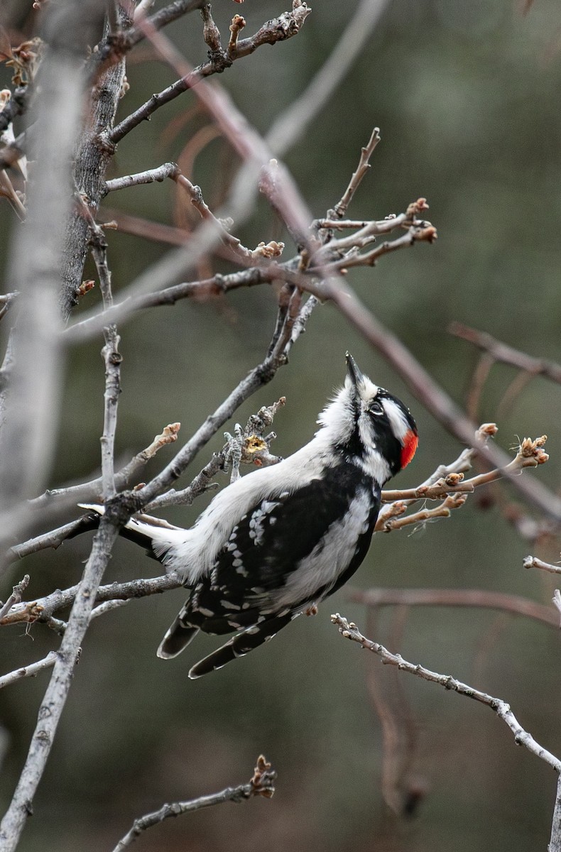 Downy Woodpecker - ML645811003