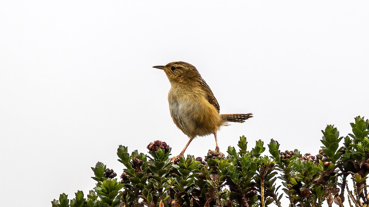 Pampazaunkönig - ML645811005