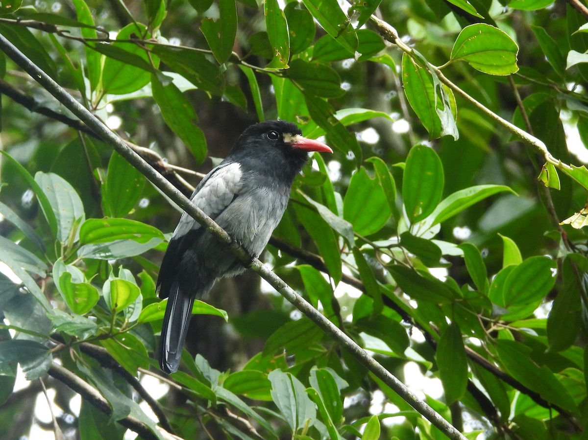 White-fronted Nunbird - ML645811007