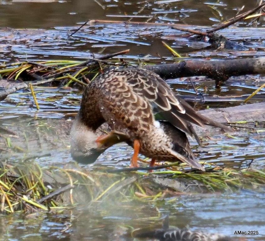 Northern Shoveler - ML645811008