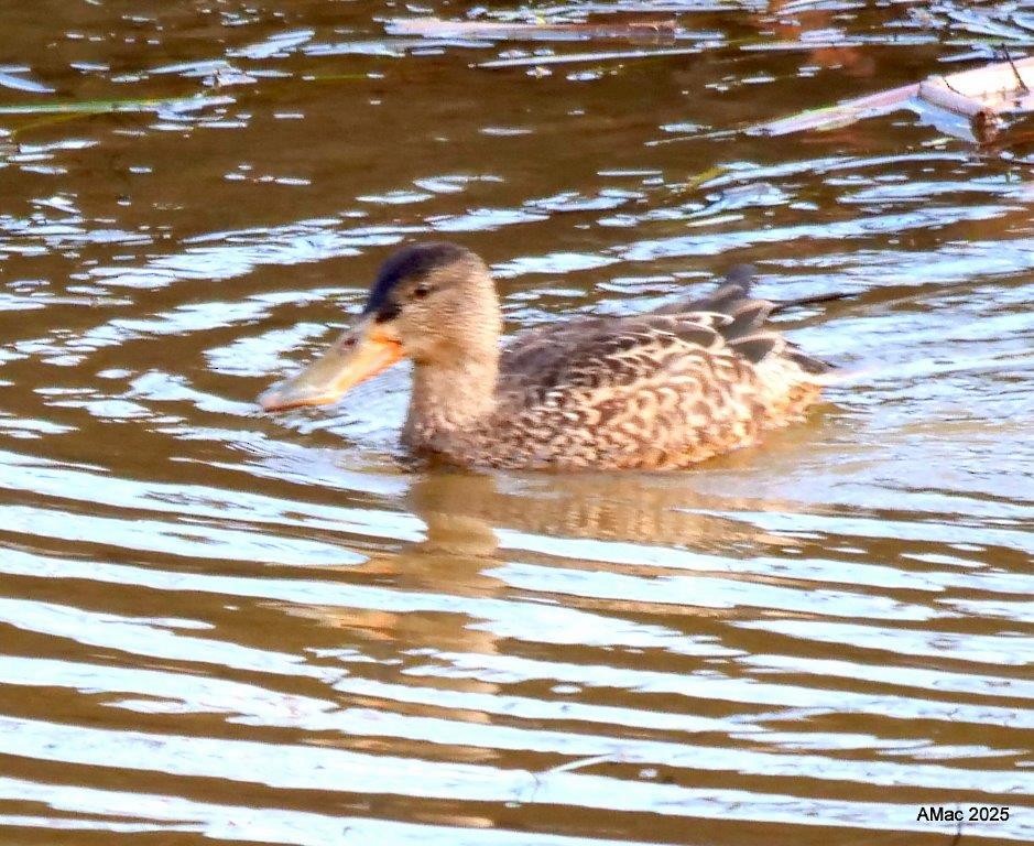 Northern Shoveler - ML645811009