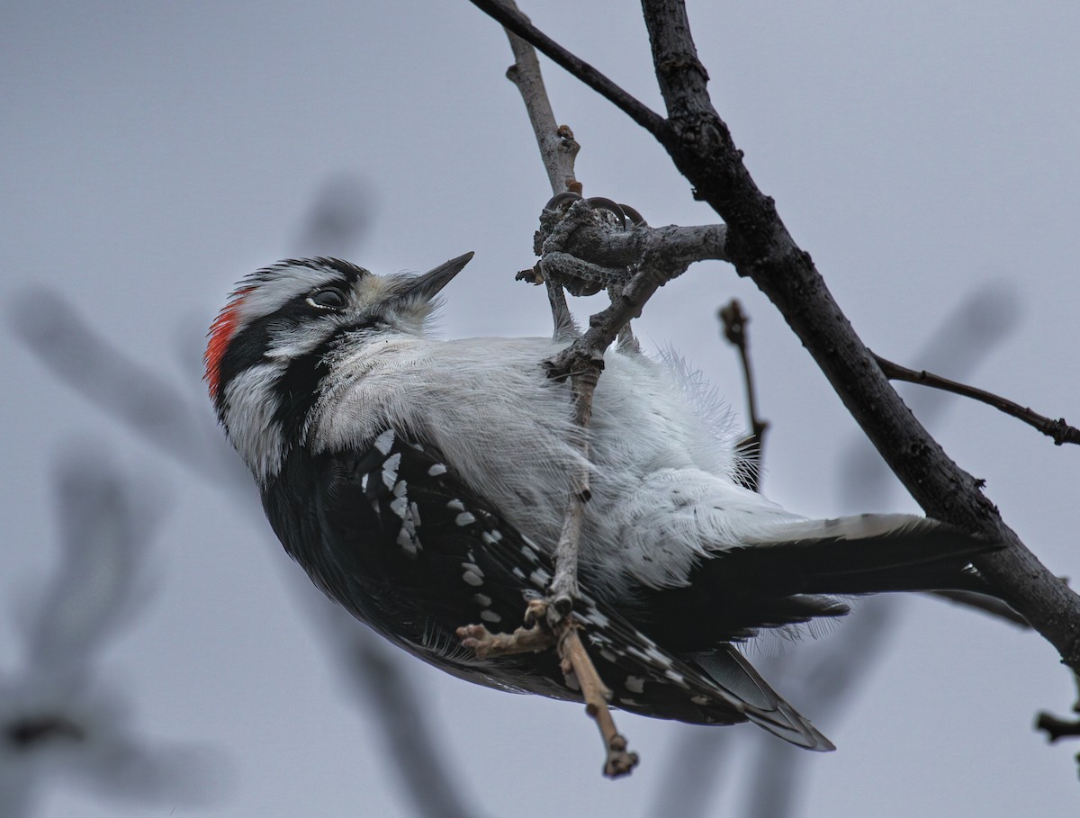 Downy Woodpecker - ML645811010