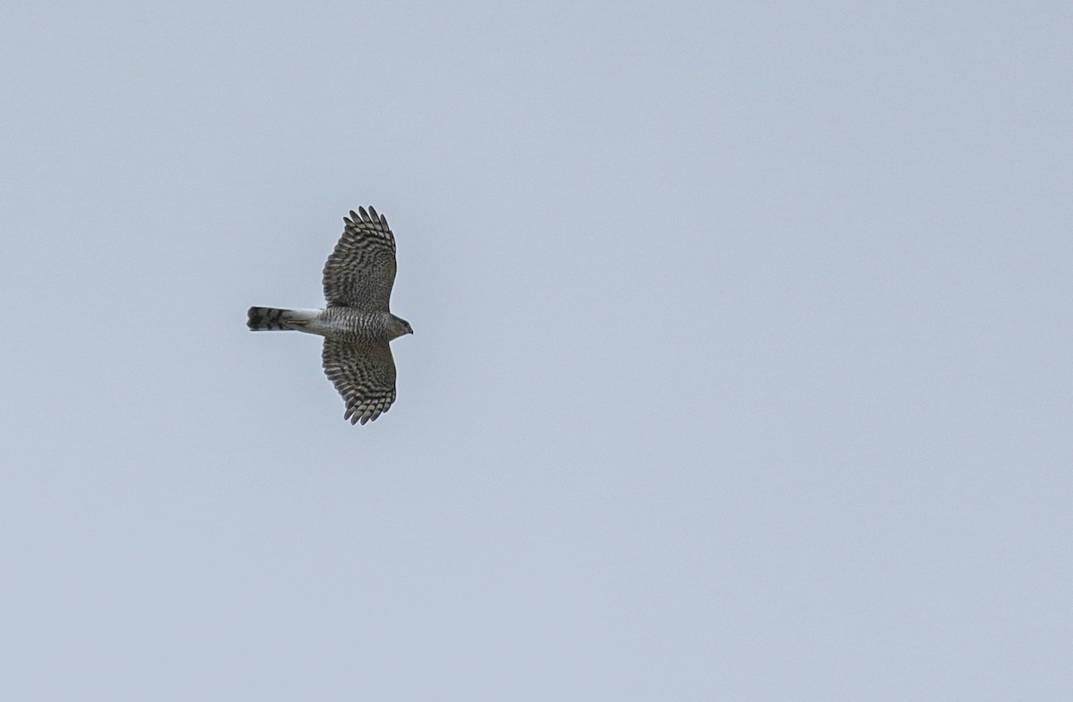 Cooper's Hawk - ML645811014