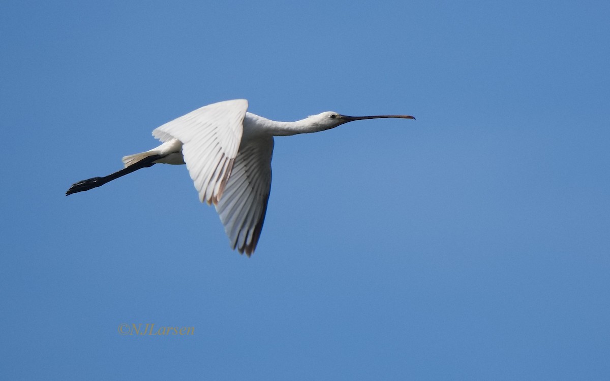 Eurasian Spoonbill - ML645811018