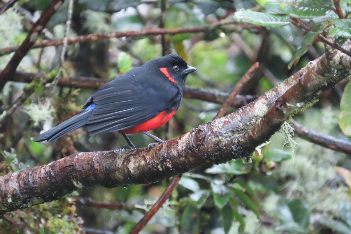 Scarlet-bellied Mountain Tanager - ML645811019