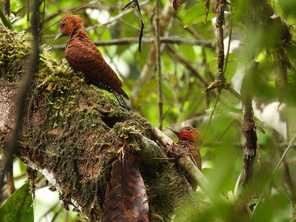 Cinnamon Woodpecker - ML645811022