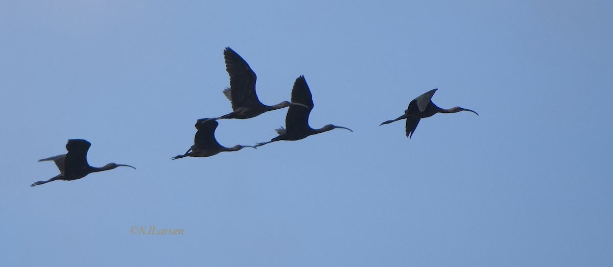 Glossy Ibis - ML645811024