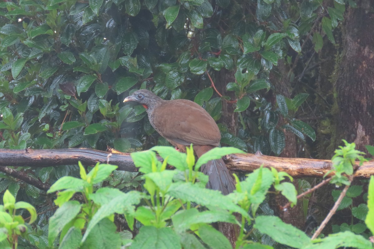 Andean Guan - ML645811026