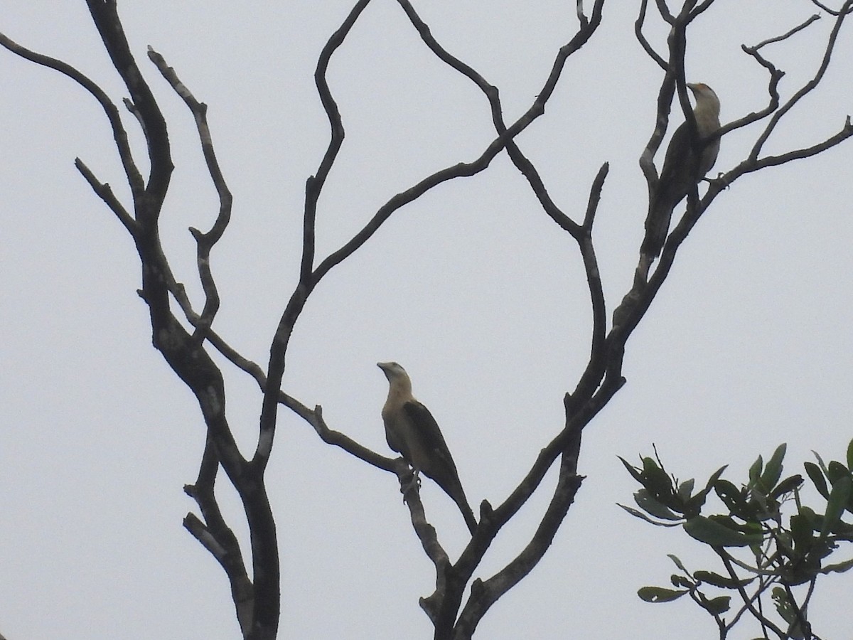 Yellow-headed Caracara - ML645811036