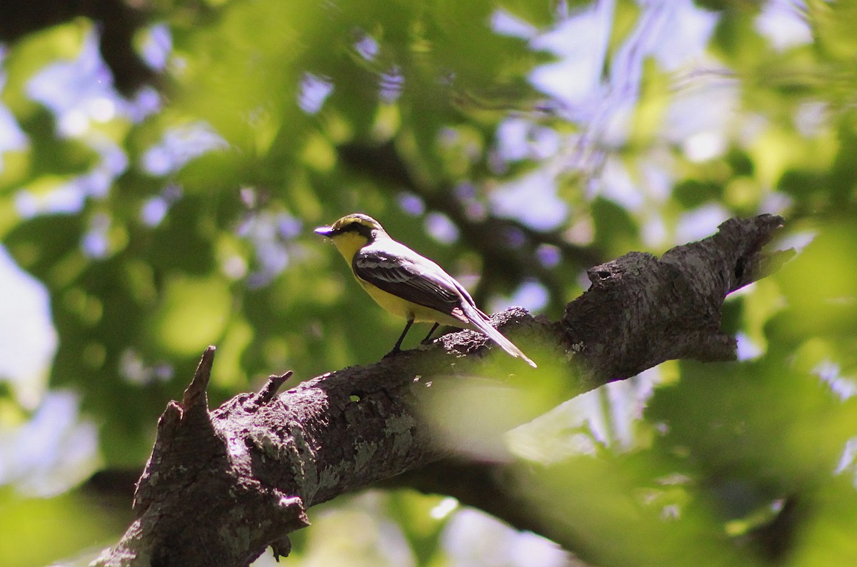 Yellow-browed Tyrant - ML645811037