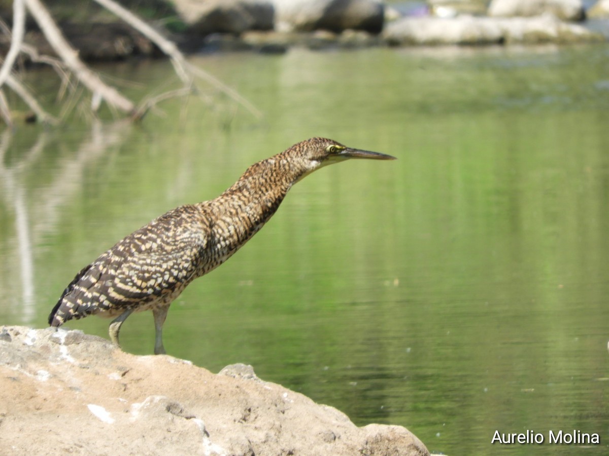Bare-throated Tiger-Heron - ML645811038