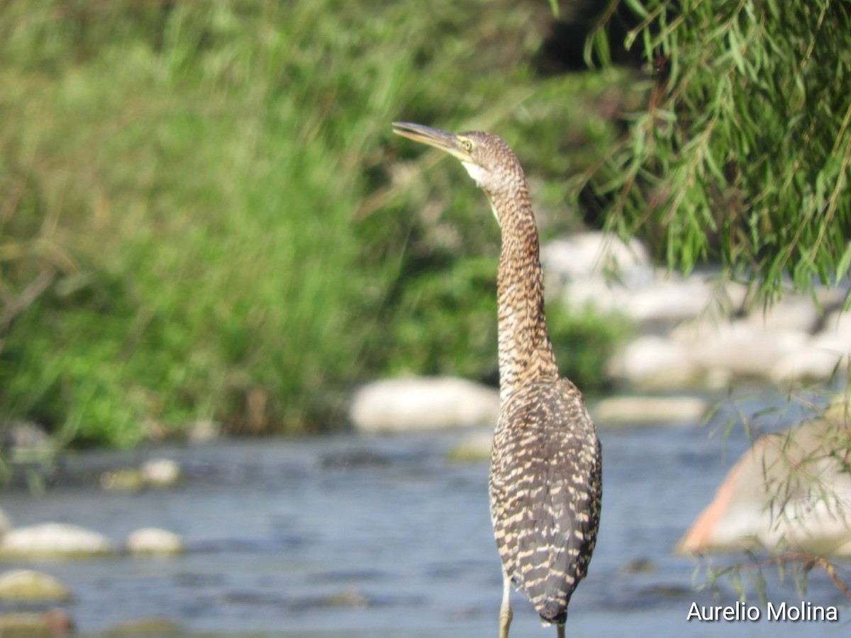 Bare-throated Tiger-Heron - ML645811039