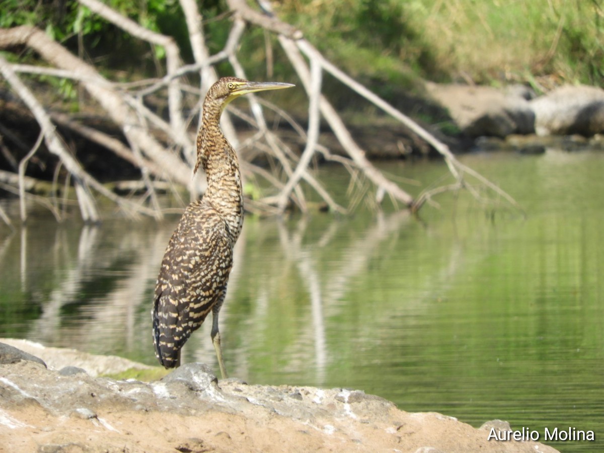 Bare-throated Tiger-Heron - ML645811040