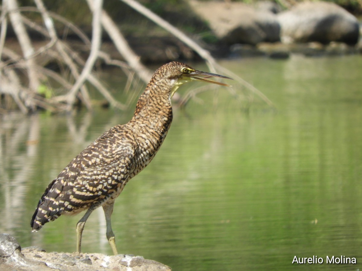 Bare-throated Tiger-Heron - ML645811041