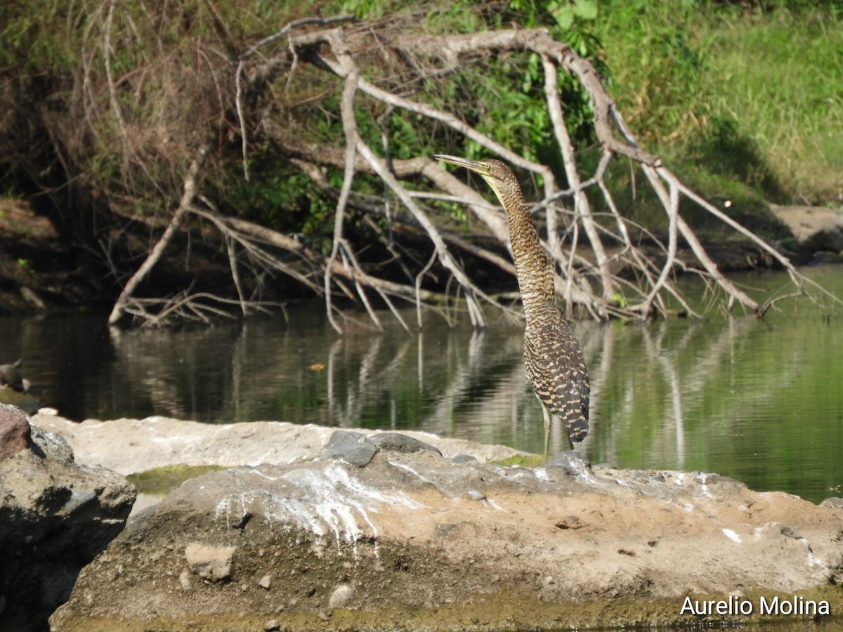 Bare-throated Tiger-Heron - ML645811042