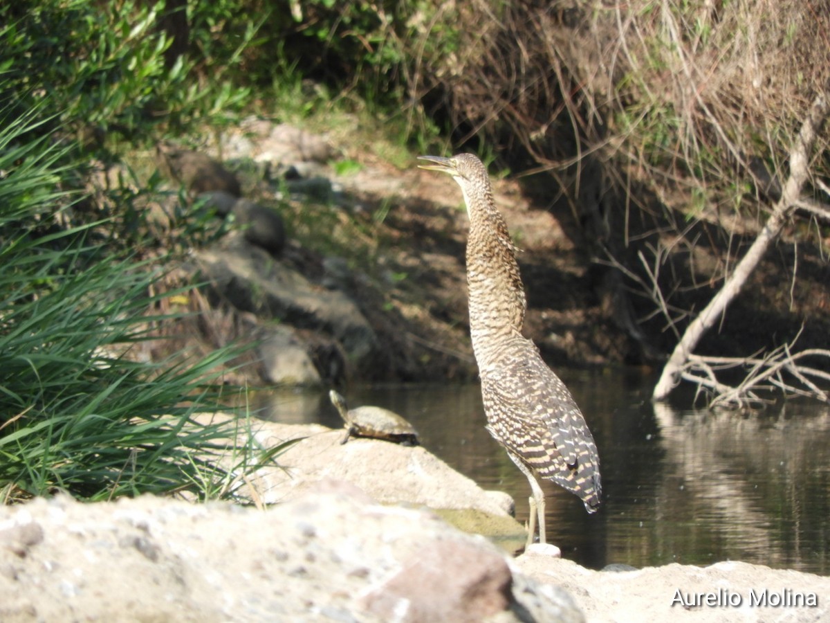 Bare-throated Tiger-Heron - ML645811043