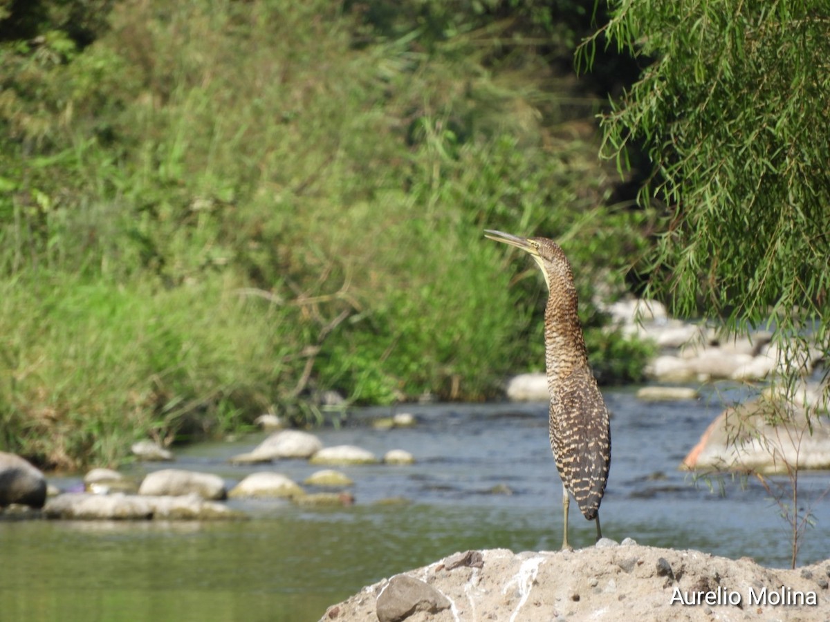 Bare-throated Tiger-Heron - ML645811044