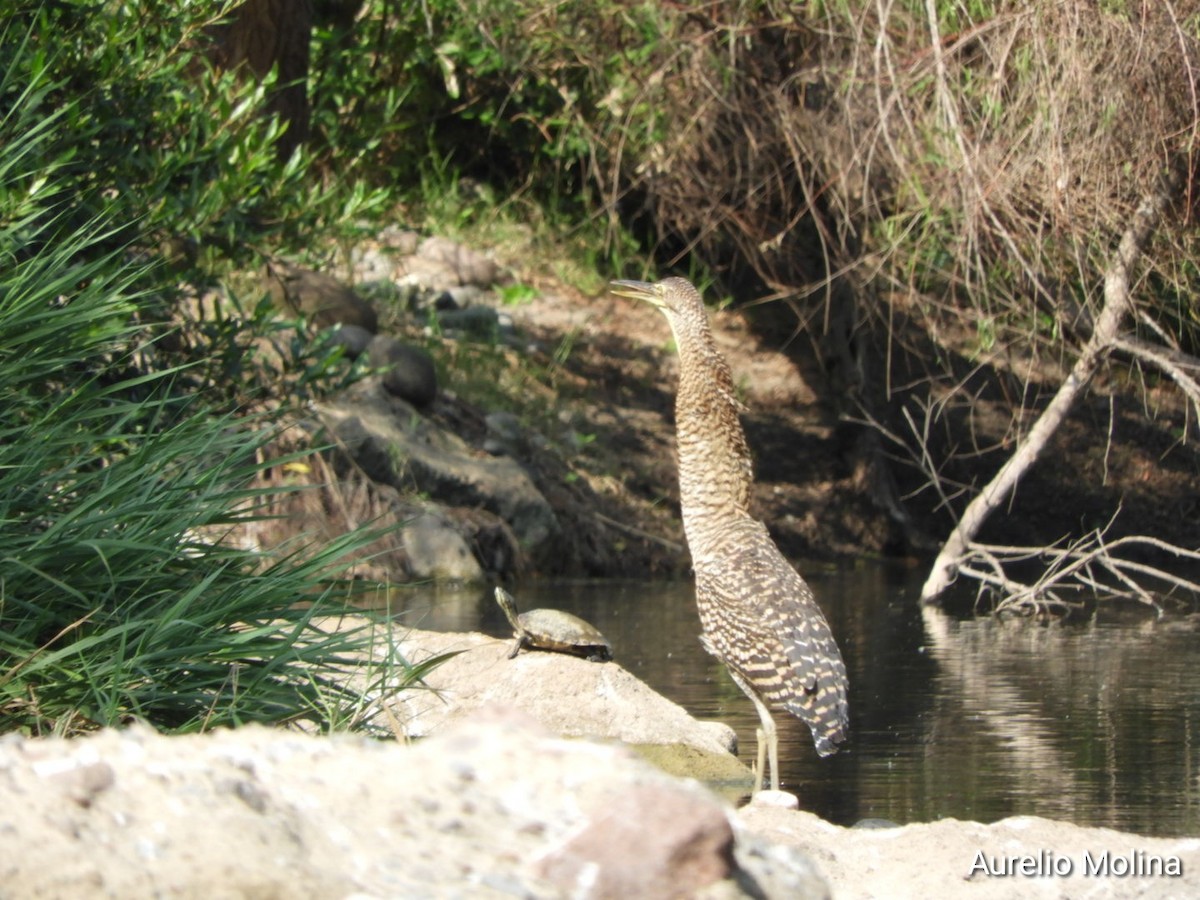 Bare-throated Tiger-Heron - ML645811045
