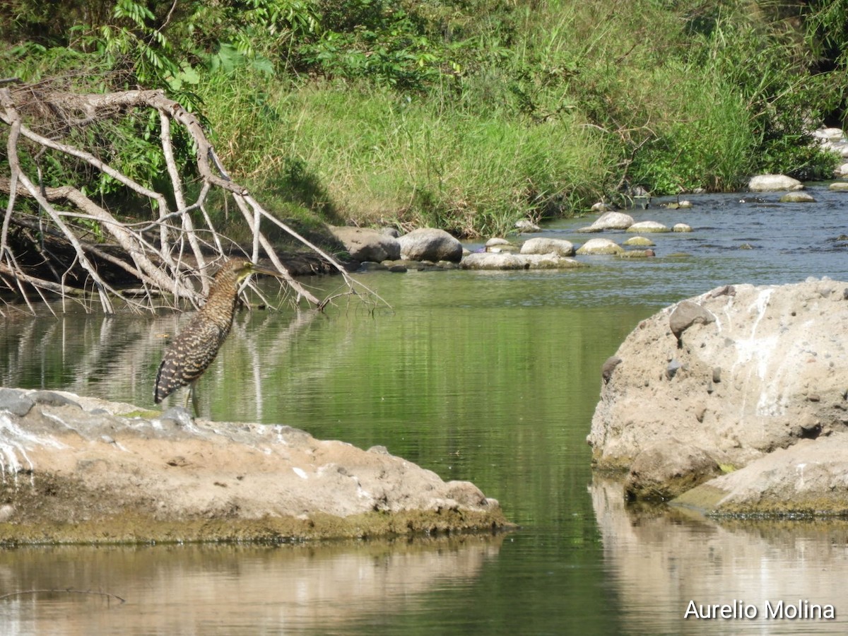Bare-throated Tiger-Heron - ML645811046