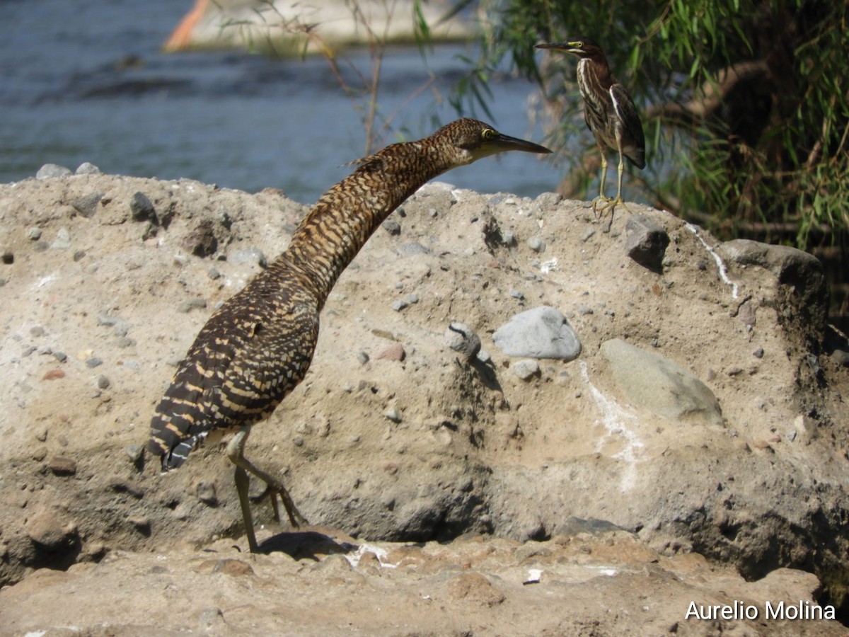 Bare-throated Tiger-Heron - ML645811047